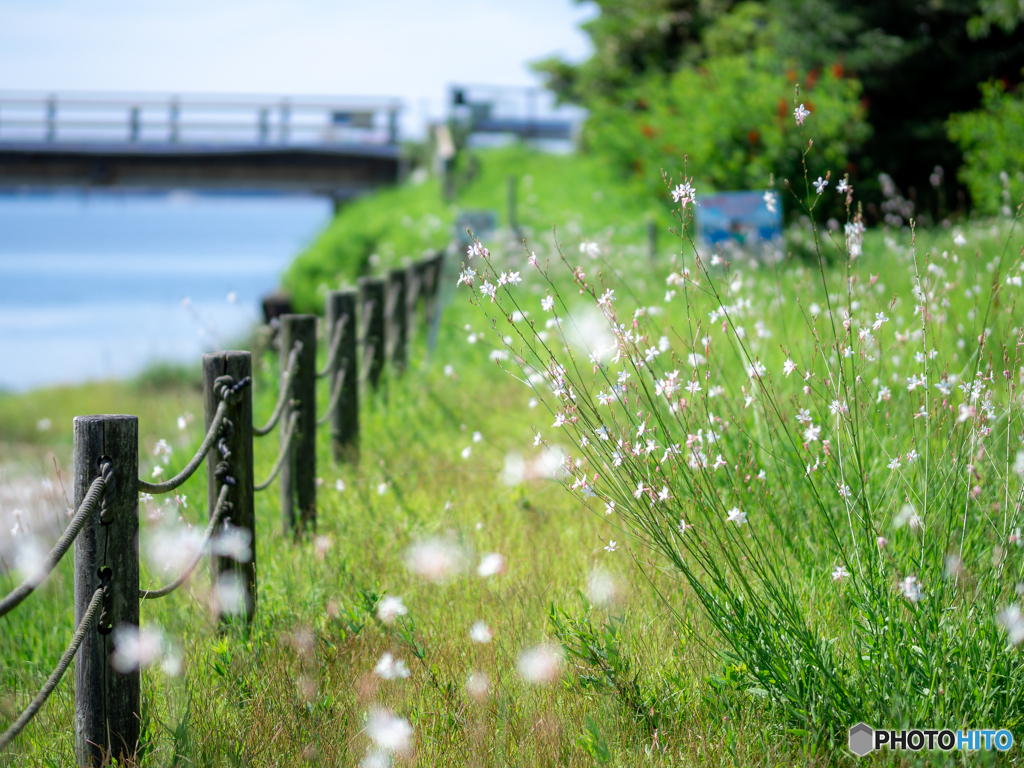 （夏草）