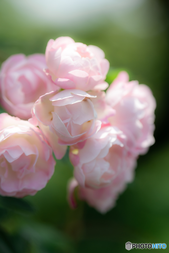（rose garden)