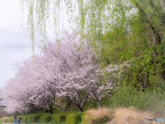 （新緑の柳と桜）