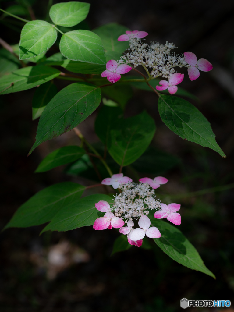 （山紫陽花）