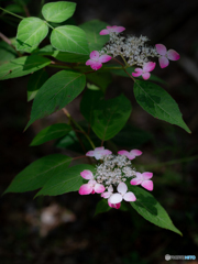 （山紫陽花）