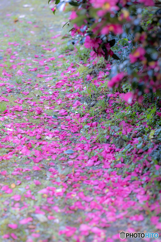 (敷き山茶花）