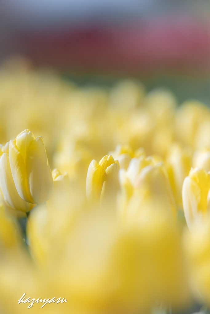 （ice tulip)