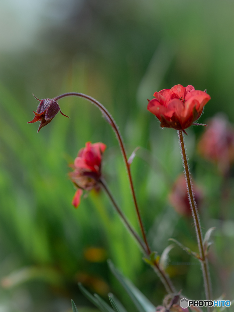 （紅い花）