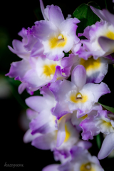 (Dendrobium)
