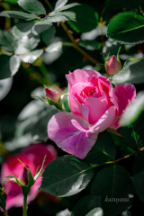 (Rosegarden)