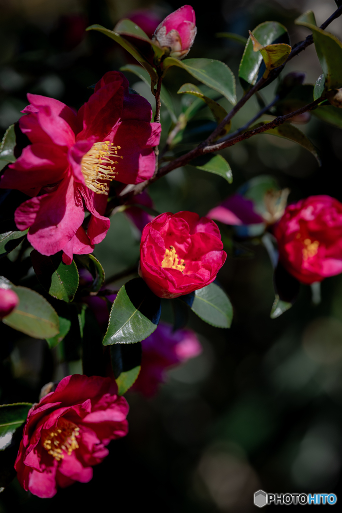 （山茶花？）