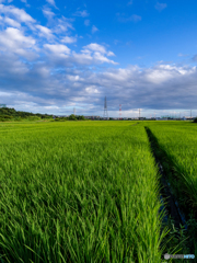 （田んぼの風景）