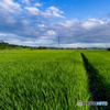 （田んぼの風景）