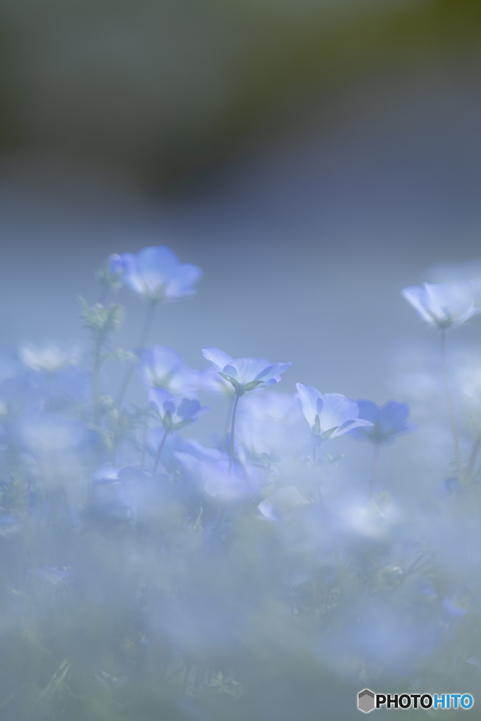 (baby blue eyes)