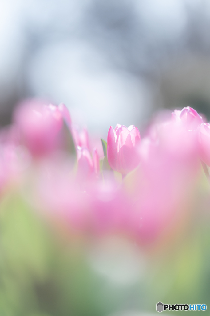 （ice tulip)