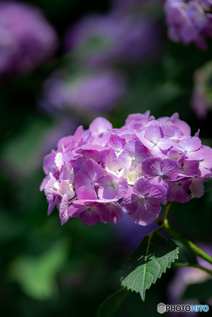 （きれい色紫陽花）