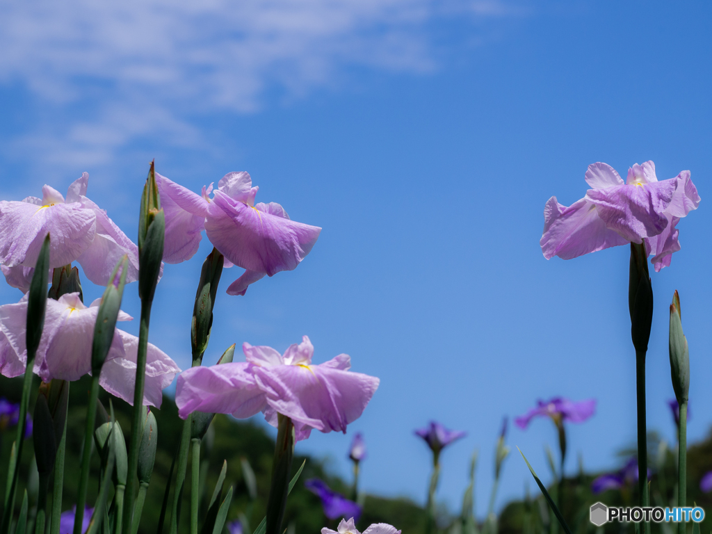 （Iris ensata)