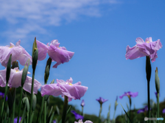 （Iris ensata)