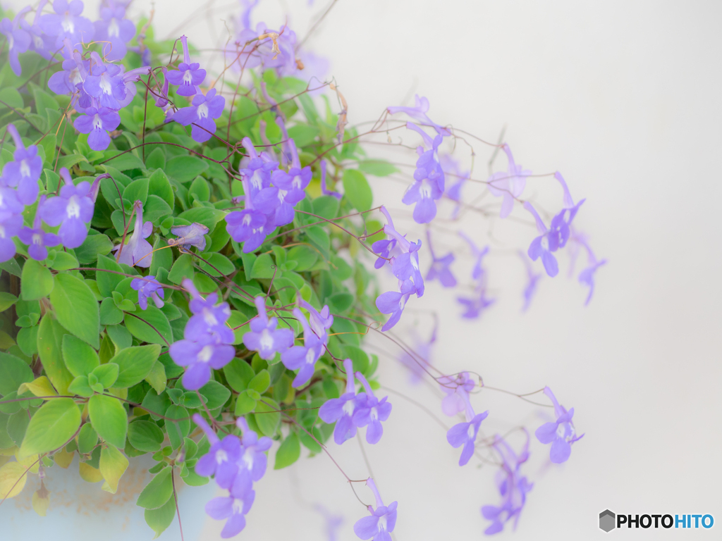 （Streptocarpus)