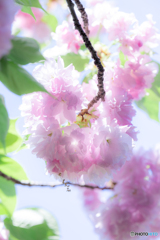 （八重桜咲き満ちて）