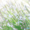 （白蝶草）