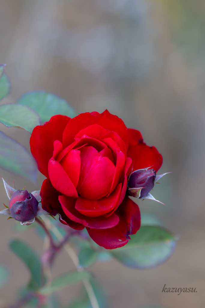 （冬薔薇）
