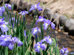 （花菖蒲園）