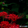 （red spider lily）