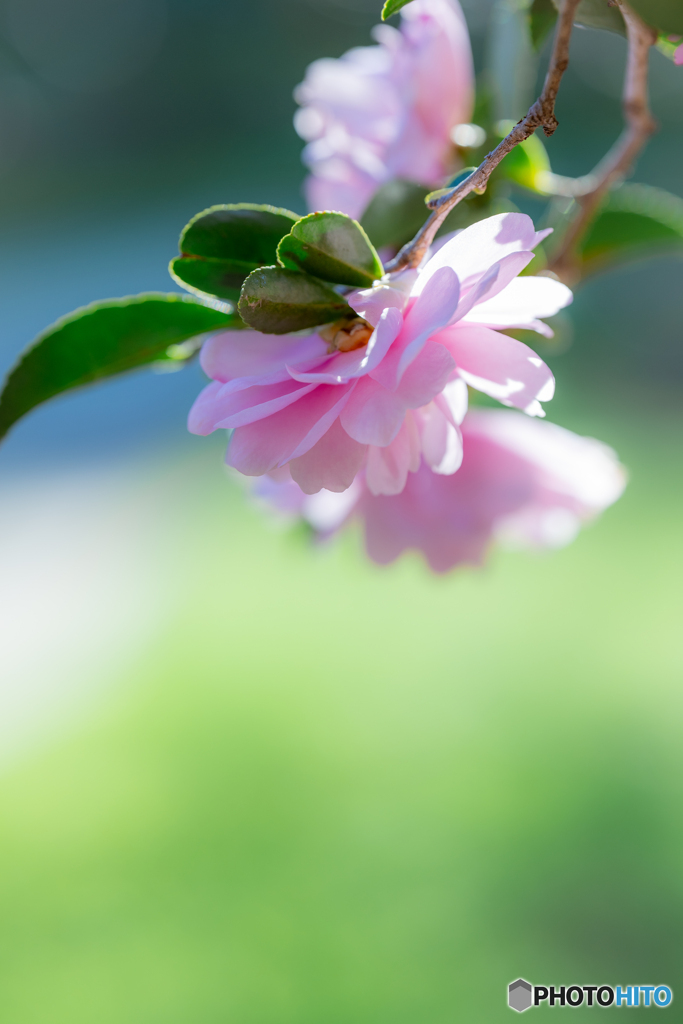 （山茶花）