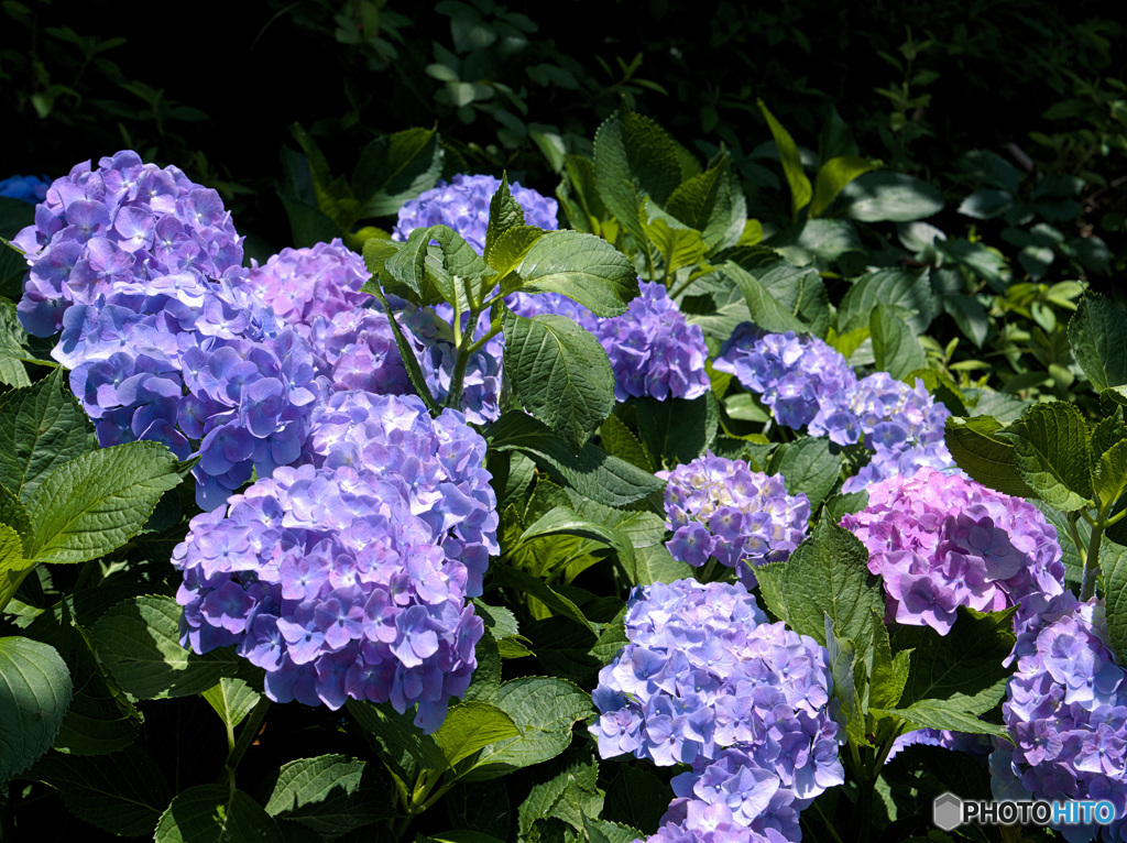(Hydrangea)