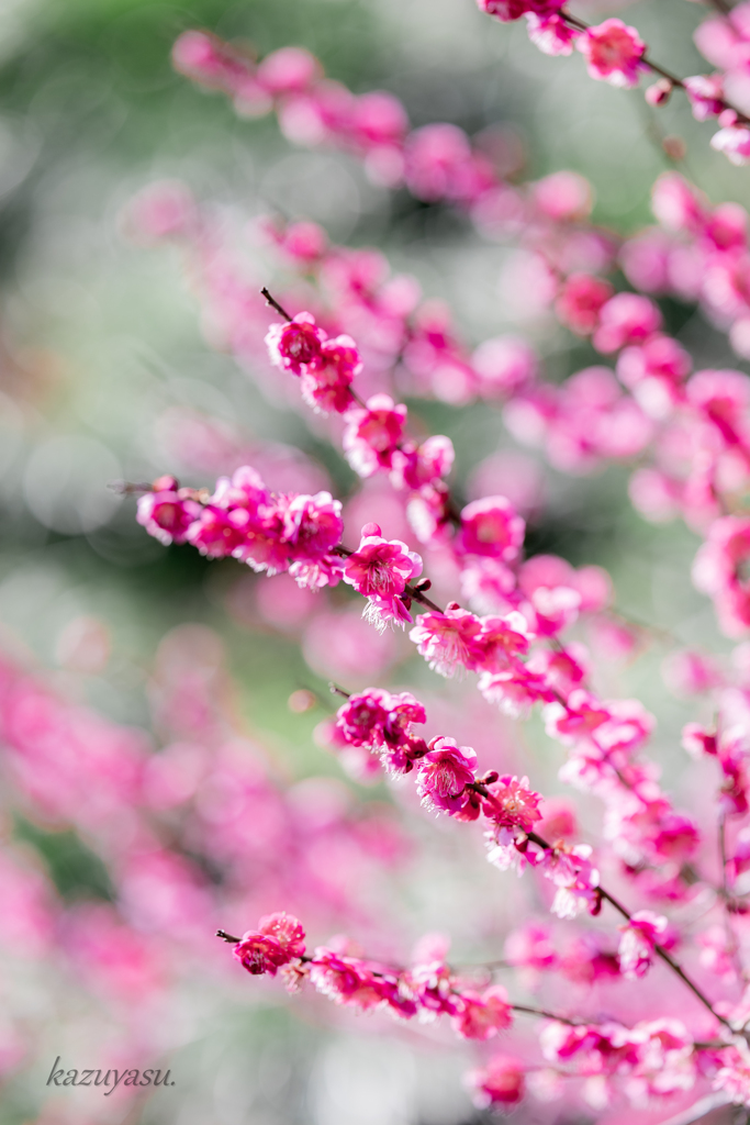 輝く紅梅） by kazuyasu （ID：13381663） - 写真共有サイト:PHOTOHITO