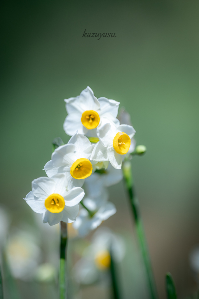 （咲き始めたよ！）