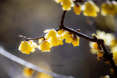 （春を告げる香り）