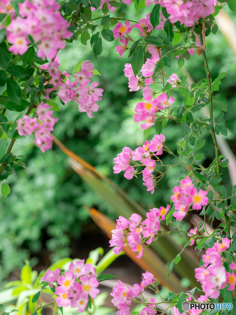 （Rose garden)