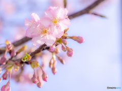 （緋寒桜）