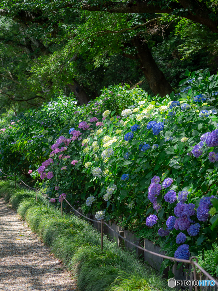 （紫陽花と）