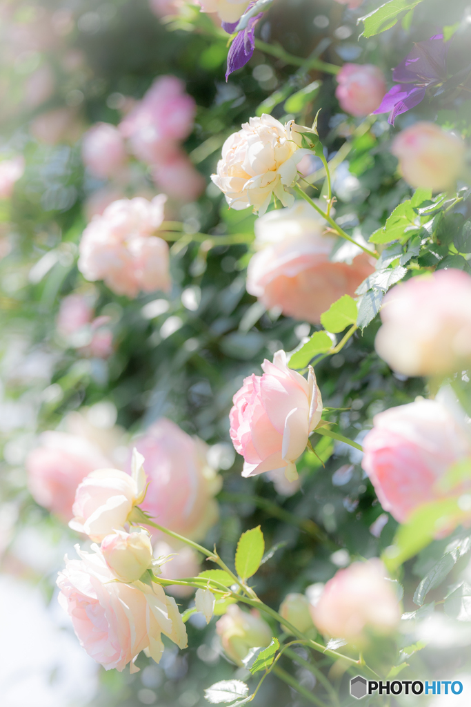 （Rose garden)