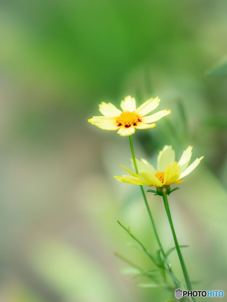 （黄花コスモス）