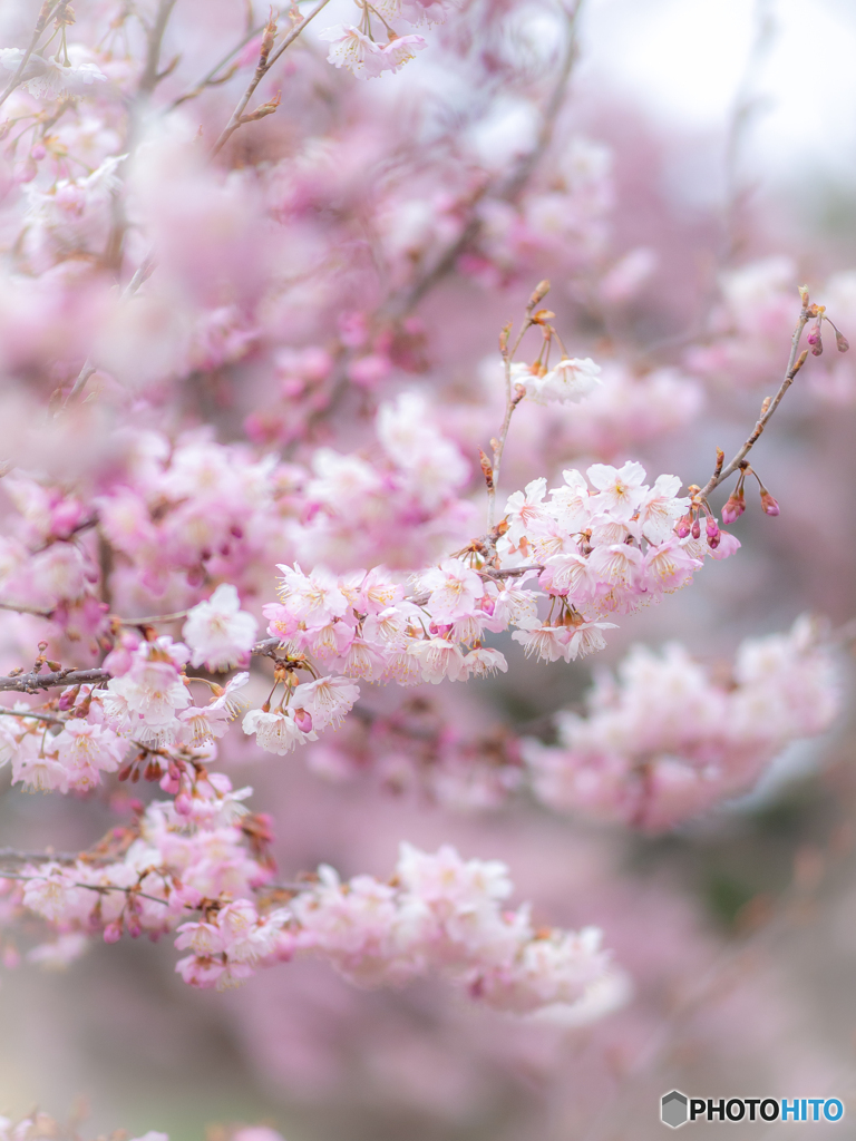 （早咲きの桜）