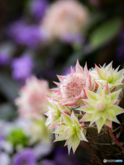 （セルリア フロリダ）