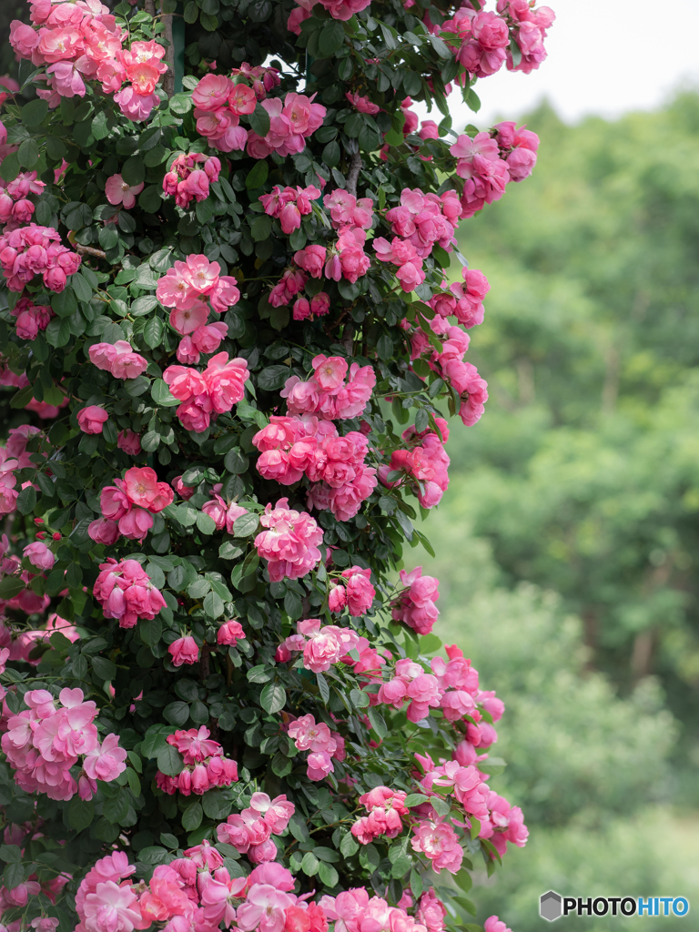 (春薔薇）