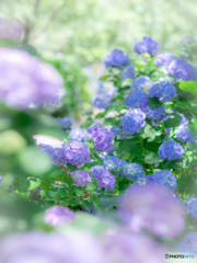 (紫陽花）