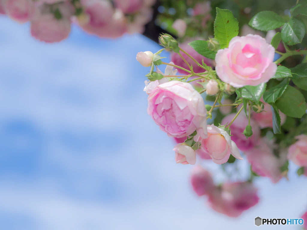 （Rose garden）