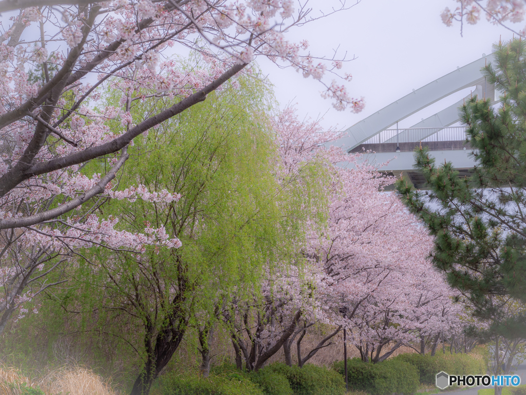 (新緑の柳と桜）