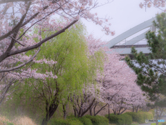 (新緑の柳と桜）