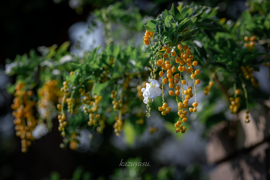 （庭の花）