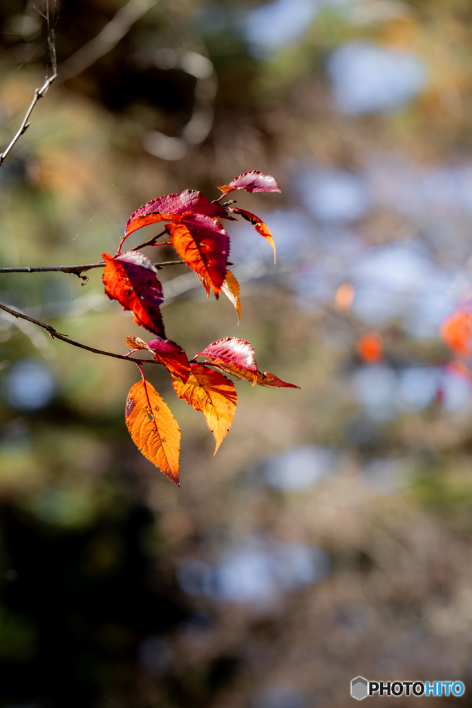 （桜紅葉）