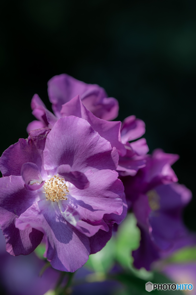 （青い薔薇）