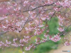 (早咲きの桜）