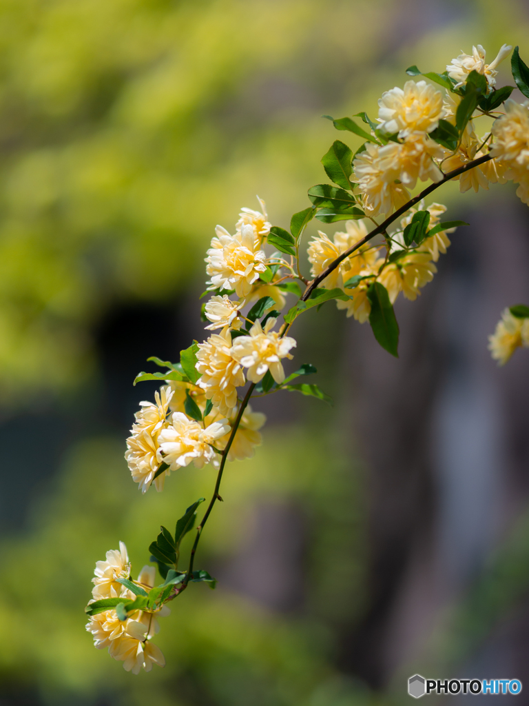 （木香薔薇）