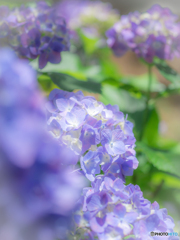 (紫陽花）