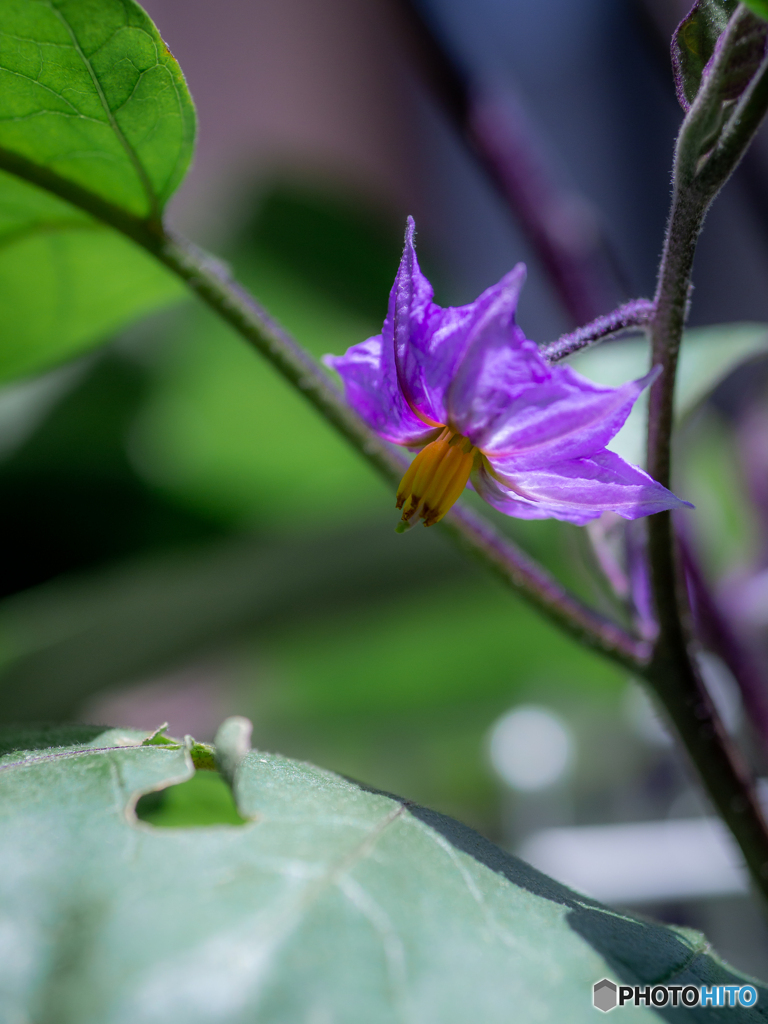 (庭の花）