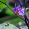 (庭の花）
