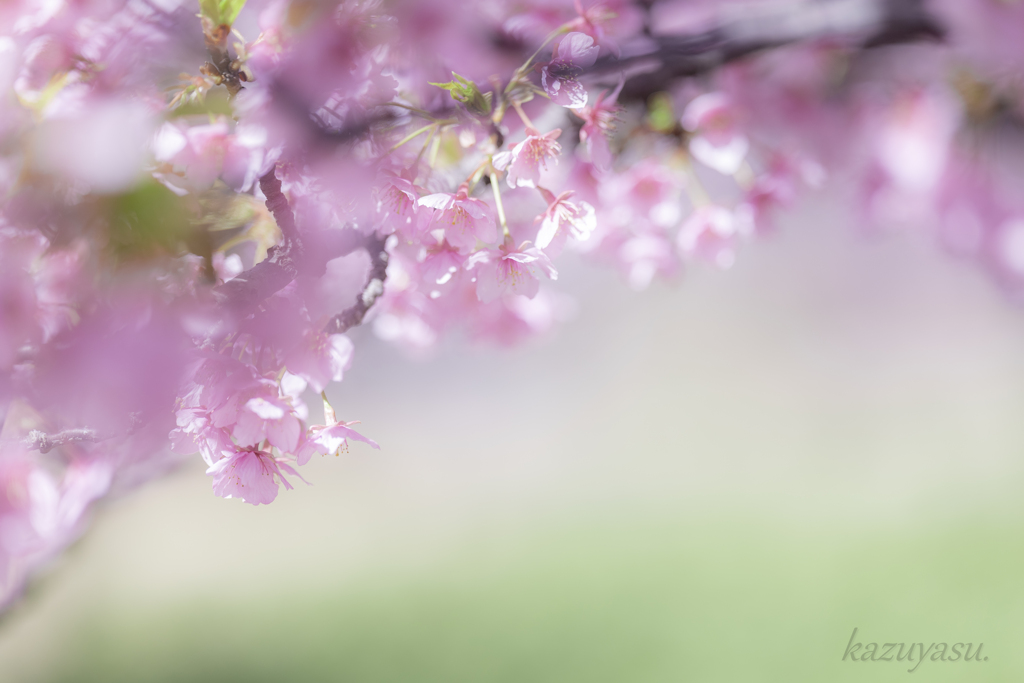 （何とか間に合った河津桜）